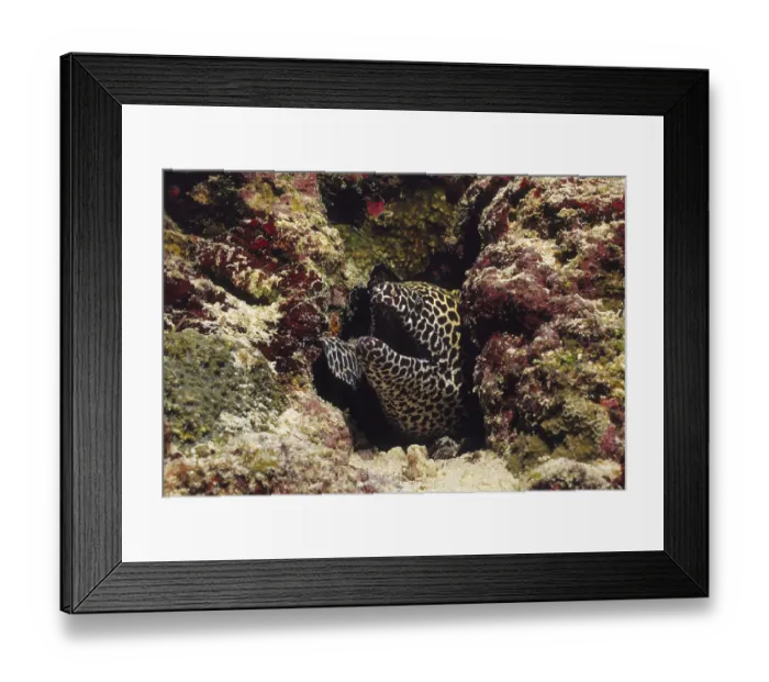 Framed Print : Large Reticulated Moray, Maldives Framed Print : Large Reticulated Moray, Maldives