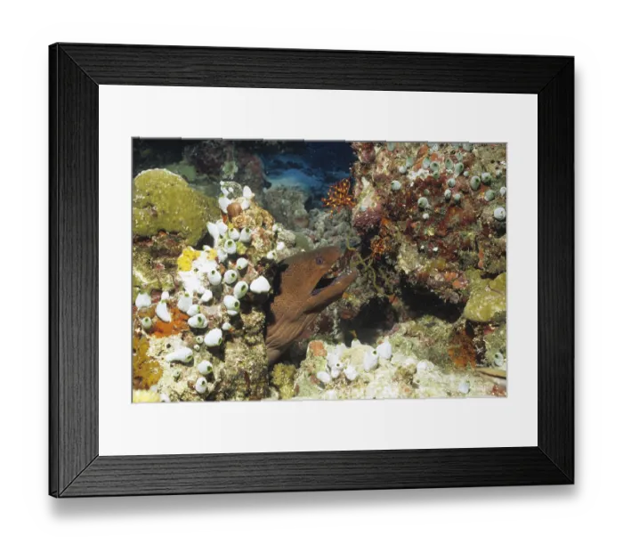 Framed Print : Moray eel