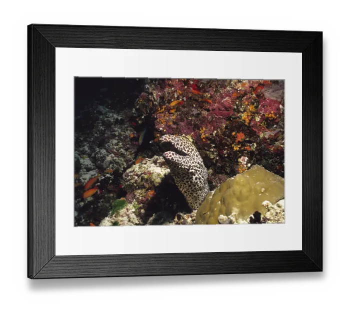 Framed Print : Large Reticulated Moray, Maldives Framed Print : Large Reticulated Moray, Maldives
