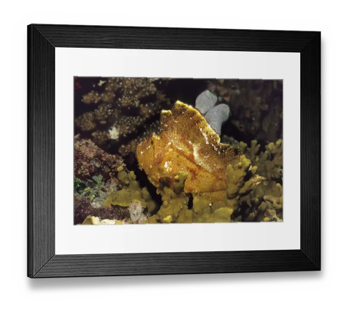 Framed Print : Leaf Fish Framed Print : Leaf Fish