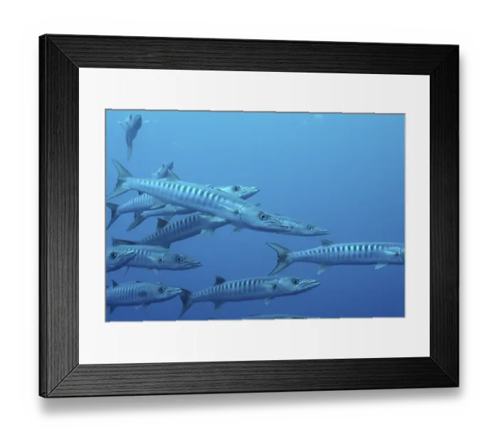 Framed Print : Barakudas