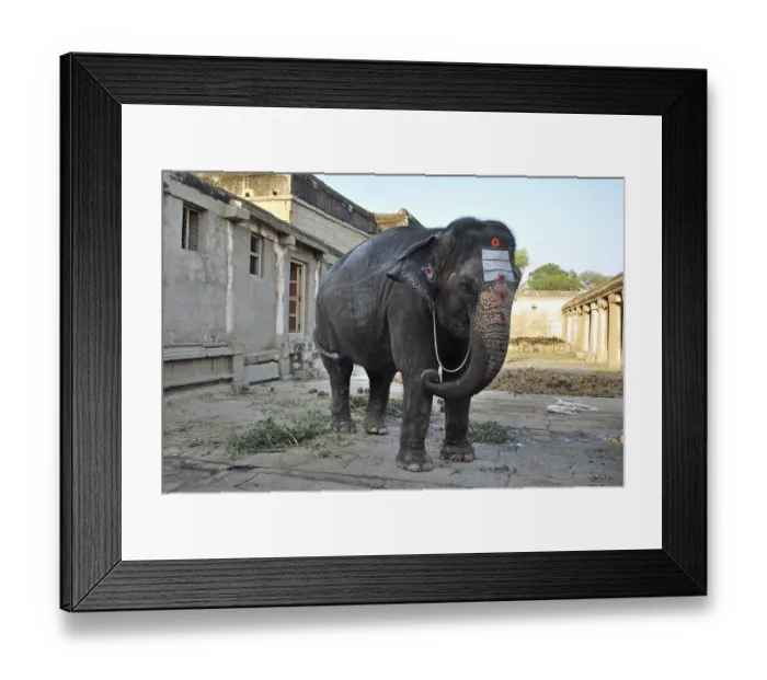 Framed Print : Painted elephant in temple, Hampi Framed Print : Painted elephant in temple, Hampi