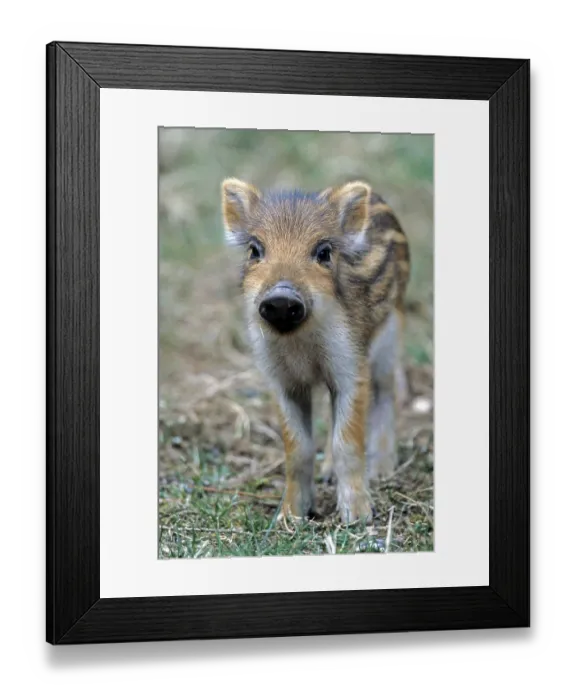 Framed Print : Wild Boar (Sus scrofa)