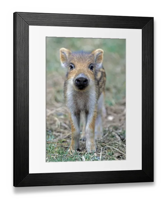 Framed Print : Wild Boar (Sus scrofa) Framed Print : Wild Boar (Sus scrofa)