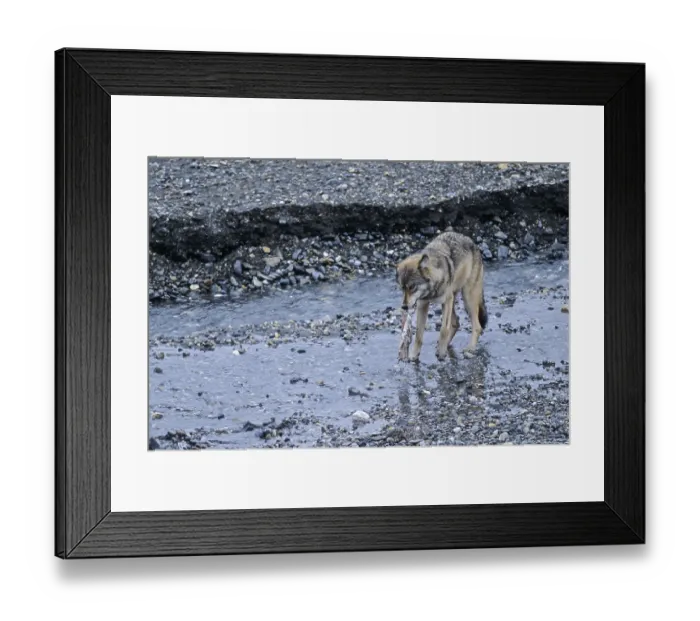 Framed Print : Wolf, among the most important prey in Germany are roe deer