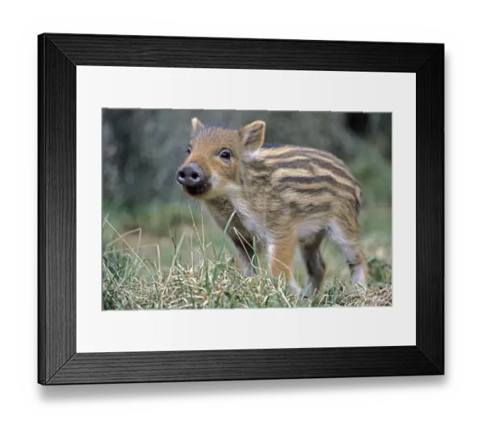 Framed Print : Wild Boar (Sus scrofa)