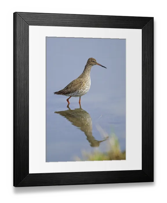 Framed Print : Common Redshank (Tringa totanus)