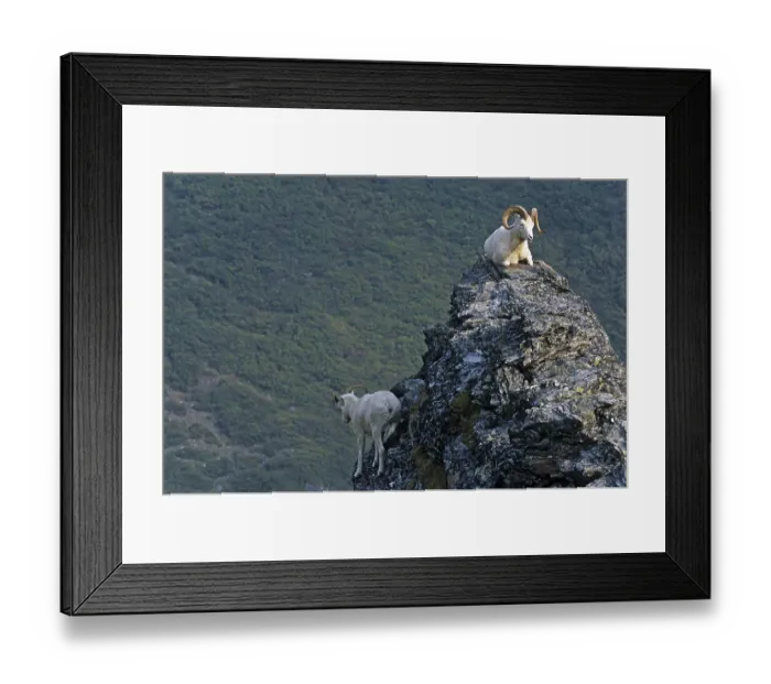 Framed Print : Dall Sheep (Ovis dalli) rams resting on a rock shelter (Alaskan Snow Sheep)