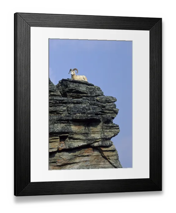Framed Print : Dall Sheep (Ovis dalli) ram resting on a rock shelter (Alaskan snow sheep) Framed Print : Dall Sheep (Ovis dalli) ram resting on a rock shelter (Alaskan snow sheep)