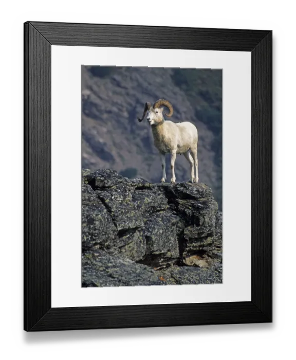 Framed Print : Dall Sheep (Ovis dalli) ram standing on a rock shelter (Alaskan snow sheep)