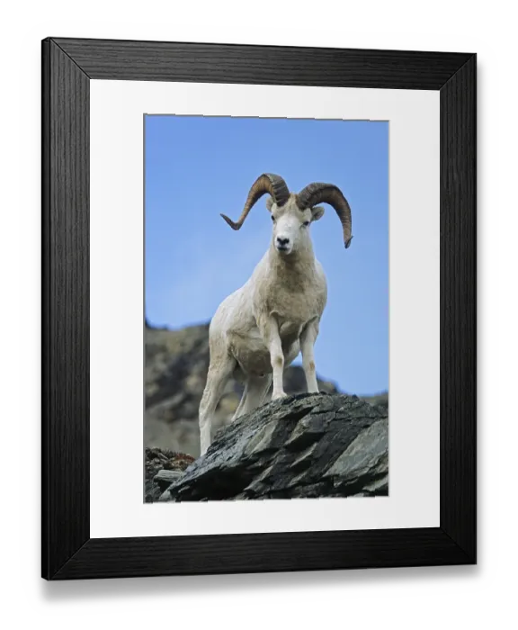 Framed Print : Dall Sheep (Ovis dalli) ram standing on a rock shelter (Alaskan snow sheep) Framed Print : Dall Sheep (Ovis dalli) ram standing on a rock shelter (Alaskan snow sheep)