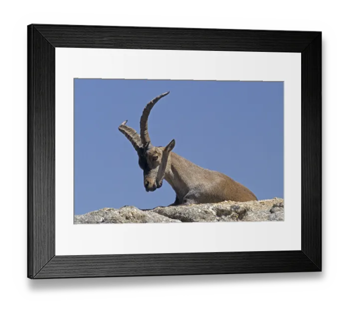 Framed Print : Spanish ibex resting on a rock shelter (Spanish Ibex) (Gredos Ibex)
