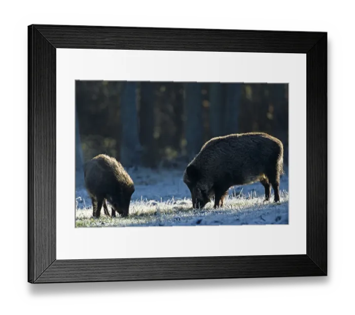 Framed Print : Wild boar (Sus scrofa) Overrun in hoarfrost searching for food (Wild boar) Framed Print : Wild boar (Sus scrofa) Overrun in hoarfrost searching for food (Wild boar)