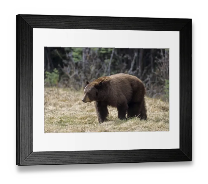 Framed Print : Brown coloured black bear sow searching for food near a road (Brown colour variation) (Cinnamon bear) Framed Print : Brown coloured black bear sow searching for food near a road (Brown colour variation) (Cinnamon bear)