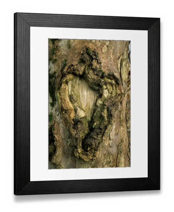 Framed Print : Sycamore maple (acer) tree bark bergahorn pseudoplantanos