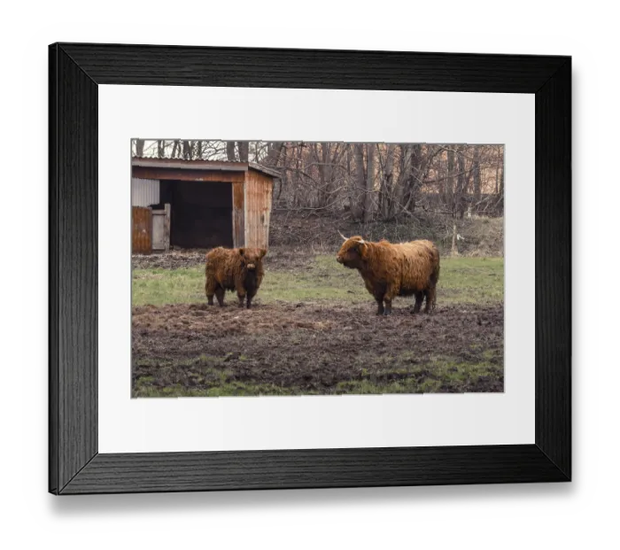 Framed Print : Highland cattle on a muddy field at a farm