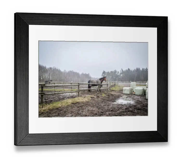 Framed Print : Horse behind a fence on a muddy field at a farm