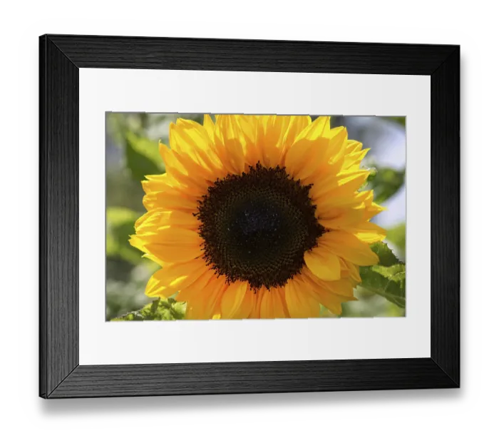 Framed Print : Flowering sunflowers (Helianthus) Framed Print : Flowering sunflowers (Helianthus)