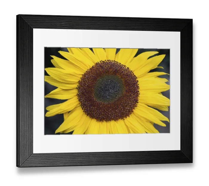 Framed Print : Flowering sunflowers (Helianthus)