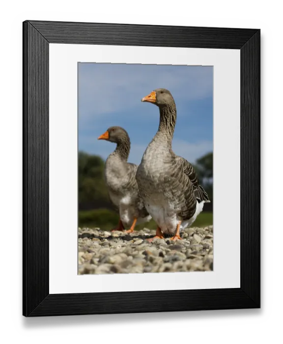 Framed Print : Two greylag geese on the gravelly banks of the Rhine Framed Print : Two greylag geese on the gravelly banks of the Rhine