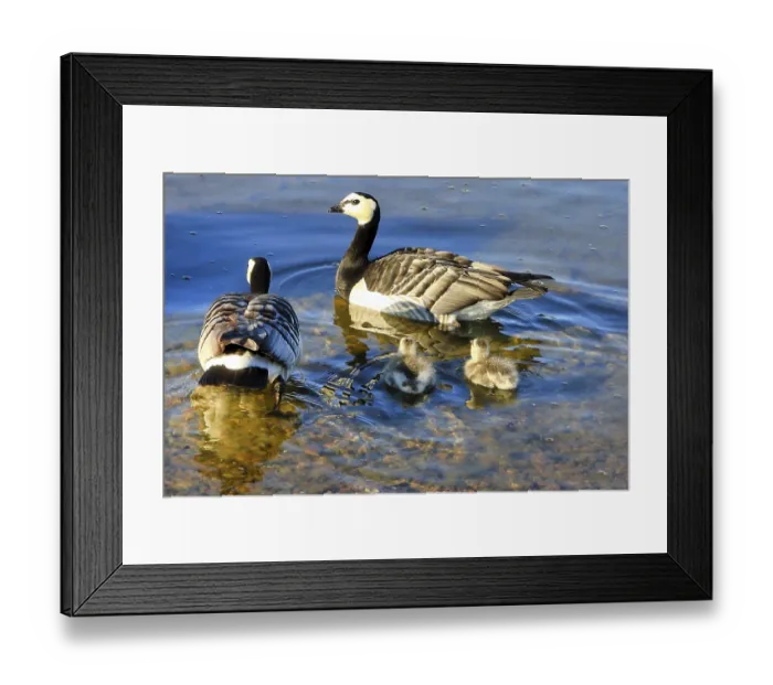 Framed Print : Two adult Barnacle geese, Branta leucopsis Framed Print : Two adult Barnacle geese, Branta leucopsis