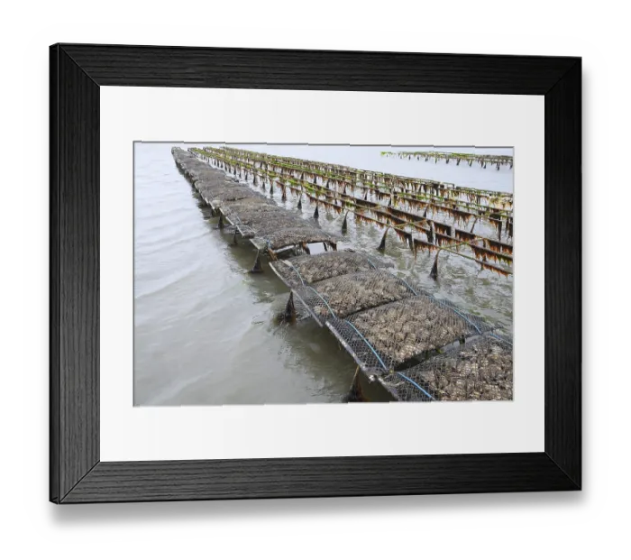 Framed Print : Pacific oyster (Crassostrea gigas) Framed Print : Pacific oyster (Crassostrea gigas)