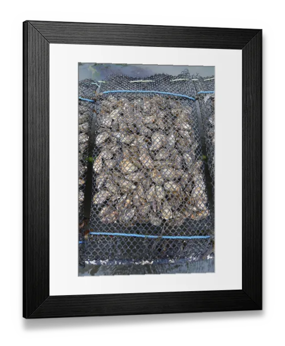 Framed Print : Pacific oyster (Crassostrea gigas)