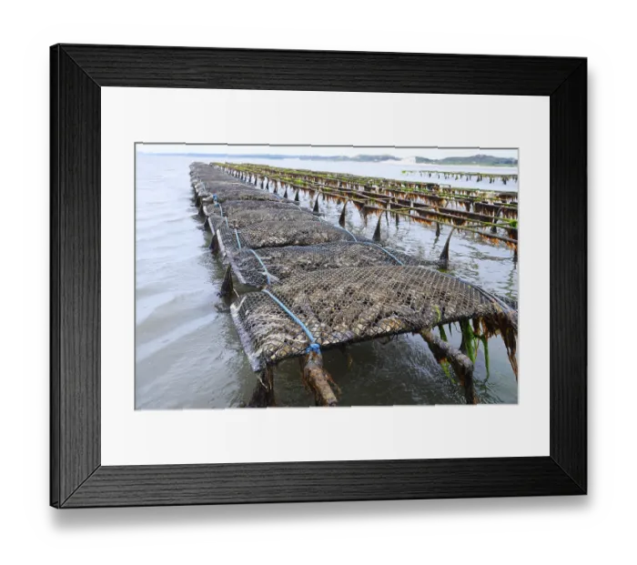 Framed Print : Pacific oyster (Crassostrea gigas) Framed Print : Pacific oyster (Crassostrea gigas)