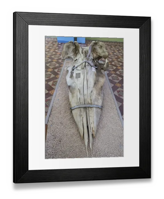 Framed Print : Jaw, Sperm whale (Physeter macrocephalus) Framed Print : Jaw, Sperm whale (Physeter macrocephalus)
