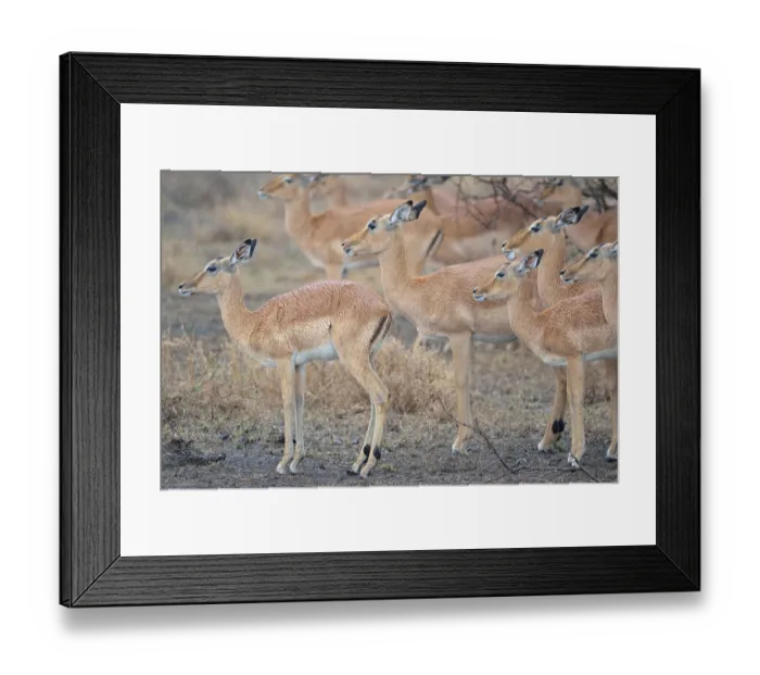 Framed Print : Group of Impalas (Aepyceros melampus) Framed Print : Group of Impalas (Aepyceros melampus)