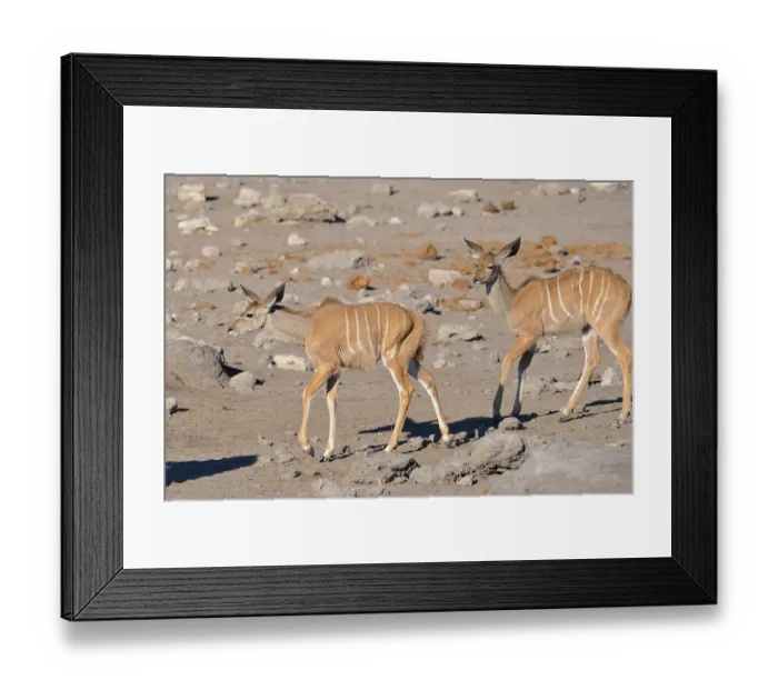 Framed Print : Greater Kudus (Tragelaphus strepsiceros)