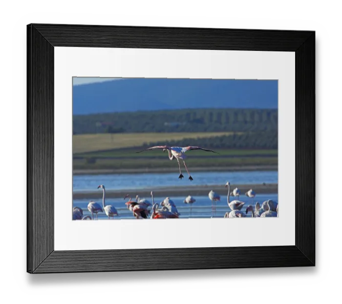 Framed Print : Greater Flamingos (Phoenicopterus ruber)