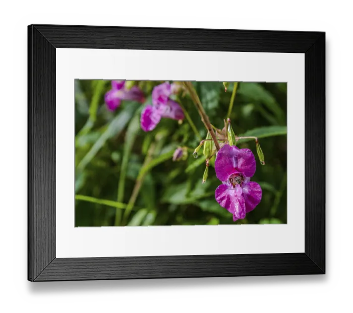 Framed Print : Pink balsam is in full bloom in the riparian forest Framed Print : Pink balsam is in full bloom in the riparian forest