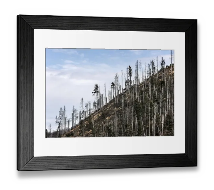 Framed Print : Tree mortality in the Harz Mountains