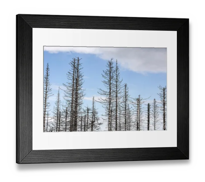 Framed Print : Tree mortality in the Harz Mountains Framed Print : Tree mortality in the Harz Mountains