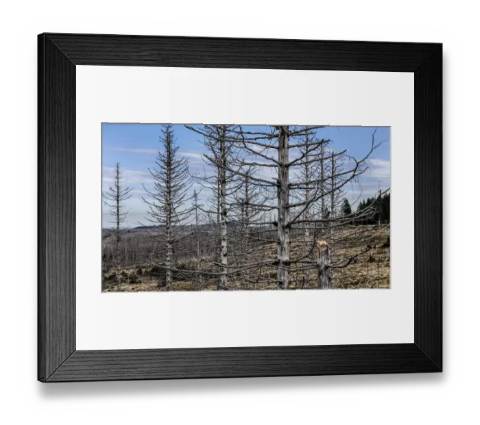 Framed Print : Tree mortality in the Harz Mountains