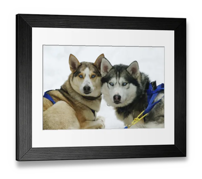 Framed Print : CAN, Canada, Quebec: sledge dogs Framed Print : CAN, Canada, Quebec: sledge dogs