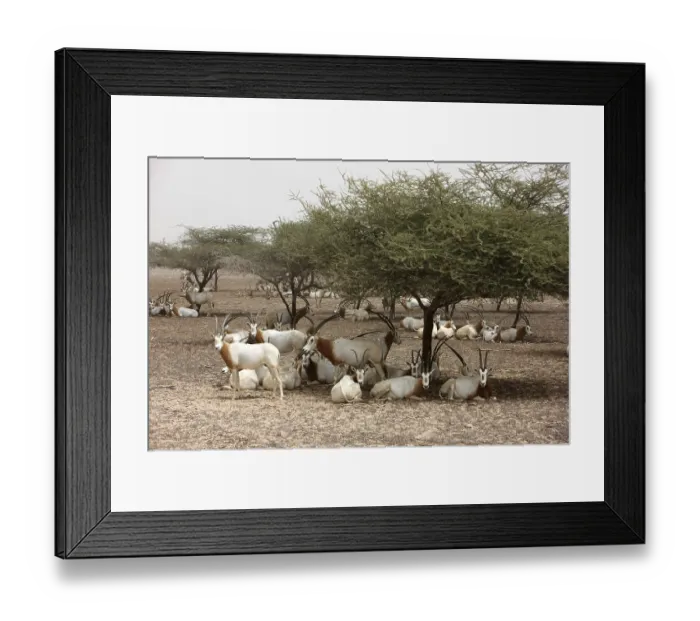 Framed Print : Scimitar-horned Oryx, (Oryx dammah) Framed Print : Scimitar-horned Oryx, (Oryx dammah)