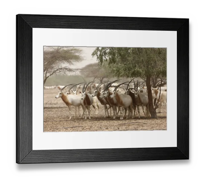 Framed Print : Scimitar-horned Oryx, (Oryx dammah)