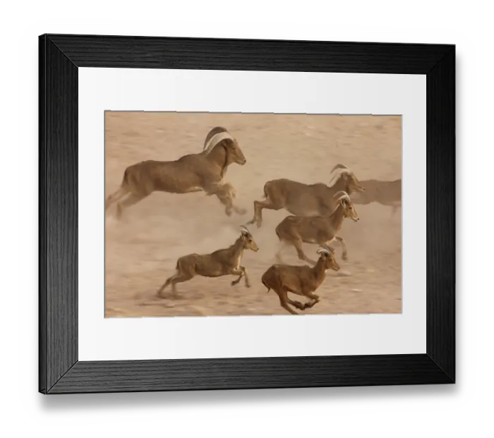 Framed Print : Barbary sheep, (Ammotragus lervia) Framed Print : Barbary sheep, (Ammotragus lervia)
