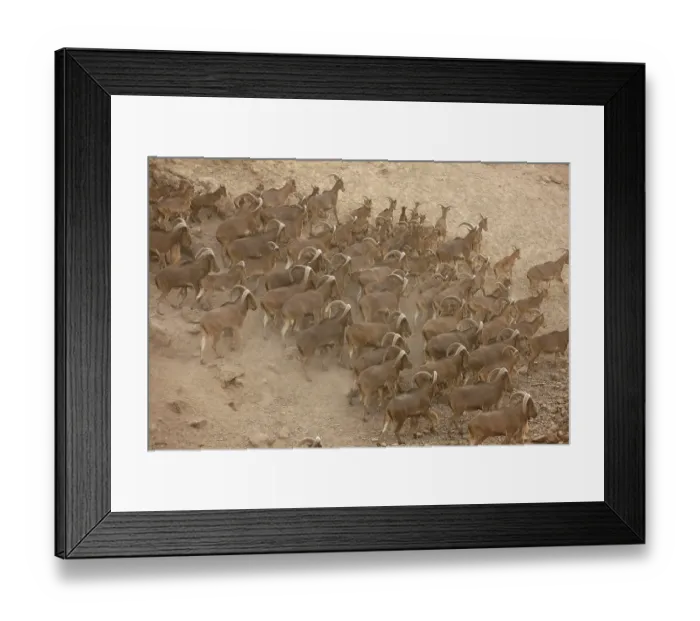 Framed Print : Barbary sheep, (Ammotragus lervia)