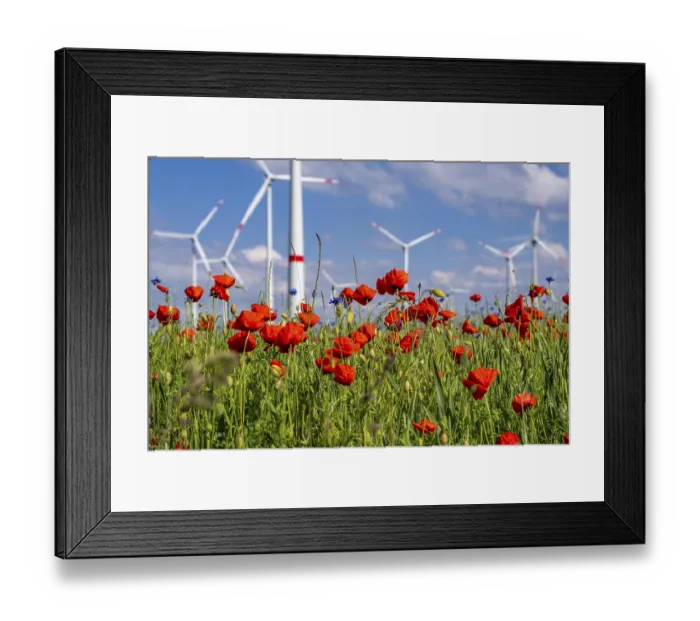 Framed Print : Wind farm, field with flower strips Framed Print : Wind farm, field with flower strips
