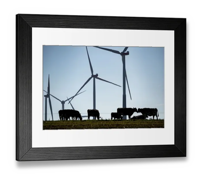 Framed Print : Cows on a pasture, wind farm near Bad Wunneberg