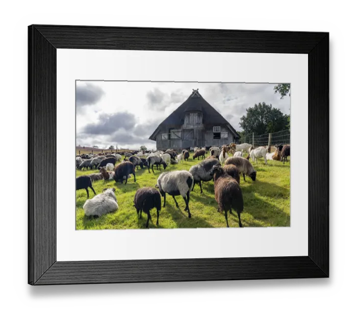 Framed Print : Stable for Heidschnucken sheep