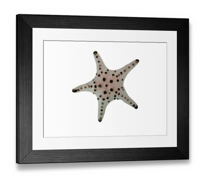 Framed Print : Chocolate chip starfish (Protoreaster nodosus) Framed Print : Chocolate chip starfish (Protoreaster nodosus)