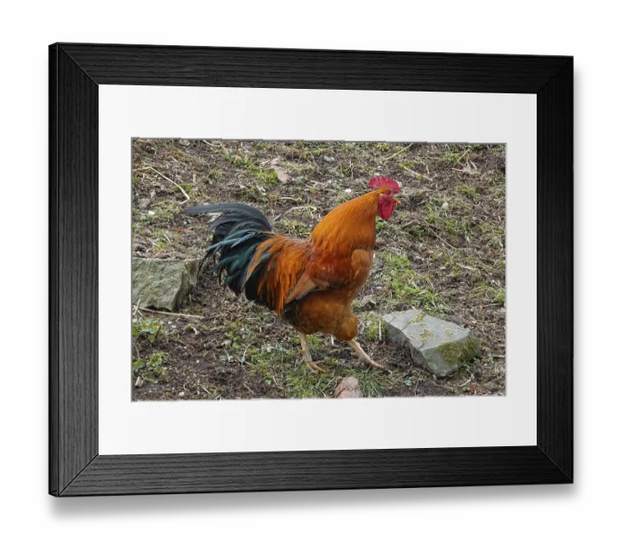Framed Print : Cock Framed Print : Cock
