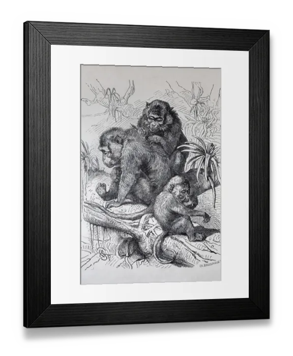 Framed Print : Java monkey (Macaca fascicularis)