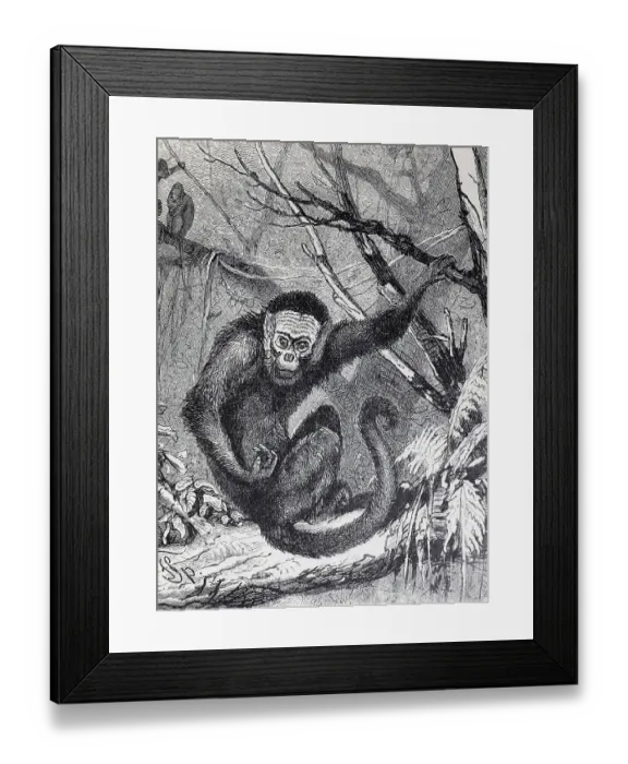 Framed Print : Capuchin monkey (Cebus capucinus) Framed Print : Capuchin monkey (Cebus capucinus)