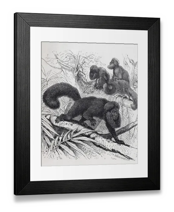 Framed Print : Satan monkey or black saki (Chiropotes satanas)