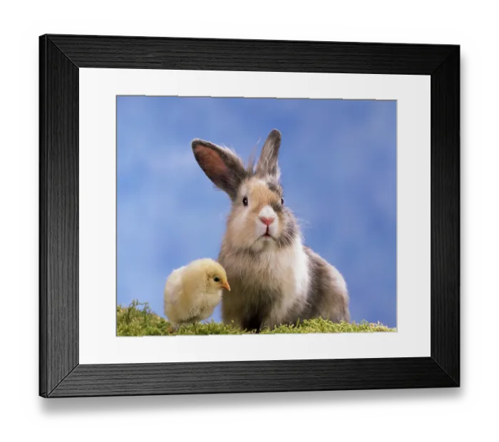 Framed Print : Chick and rabbit, chick and domestic rabbit